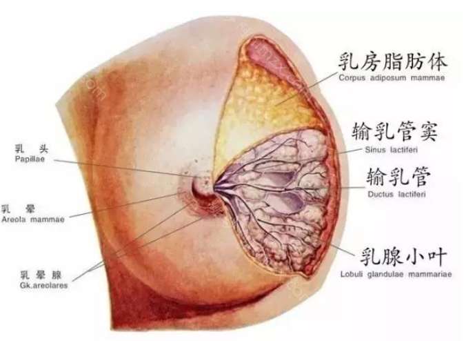 乳头大的原因